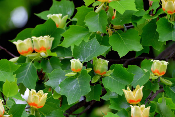 istock Tulip Tree / Liriodendron tulipifera Flowers 1147349170