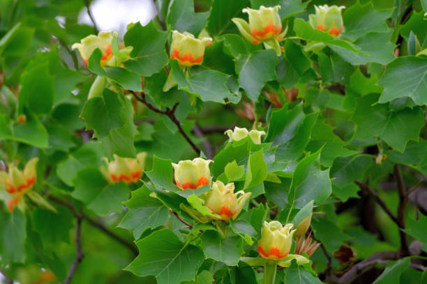 istock Tulip Tree / Liriodendron tulipifera Flowers 1147349233