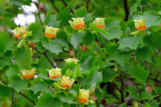 istock Tulip Tree / Liriodendron tulipifera Flowers 1147349748