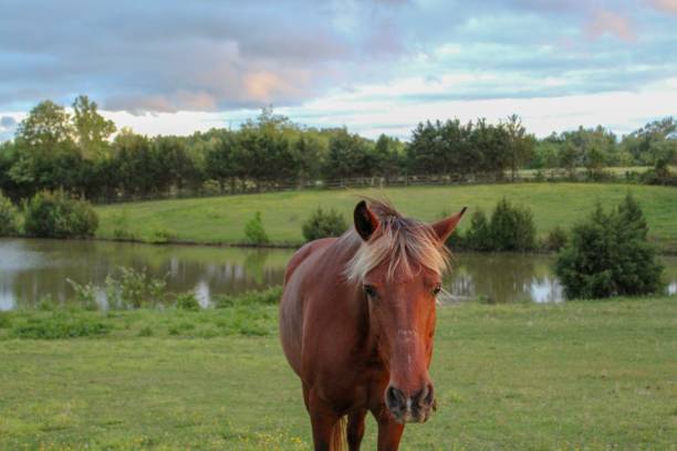 istock Beautiful Horse in Green Pasture 1147349773