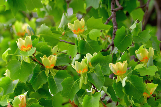 istock Tulip Tree / Liriodendron tulipifera Flowers 1147349839