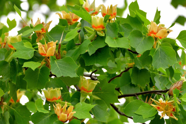 istock Tulip Tree / Liriodendron tulipifera Flowers 1147349844