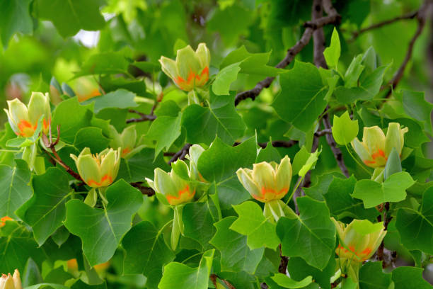 istock Tulip Tree / Liriodendron tulipifera Flowers 1147349847