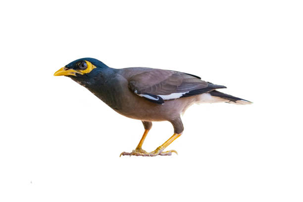 istock Common myna isolated on white background 1147349883