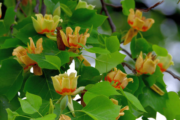 istock Tulip Tree / Liriodendron tulipifera Flowers 1147349917