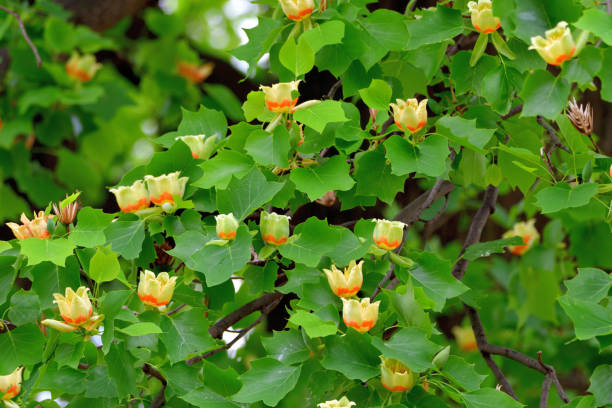 istock Tulip Tree / Liriodendron tulipifera Flowers 1147349927