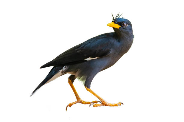 istock White-vented Myna isolated on white background 1147349931