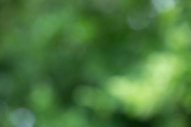 istock abstract blur green Natural for background 1147350101