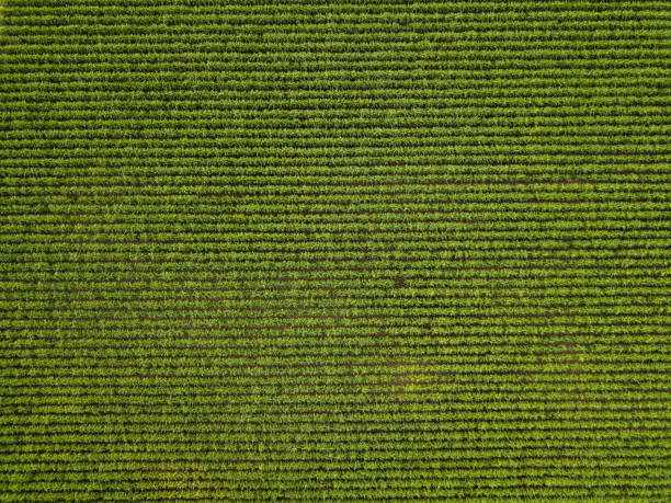 istock Top view of Sugarcane field 1147350109