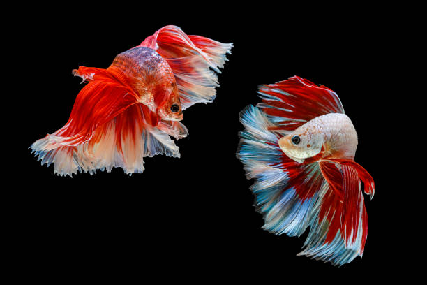 capture the moving moment of siamese fighting fish, two betta fish isolated on black background - fish siamese fighting fish isolated multi colored imagens e fotografias de stock
