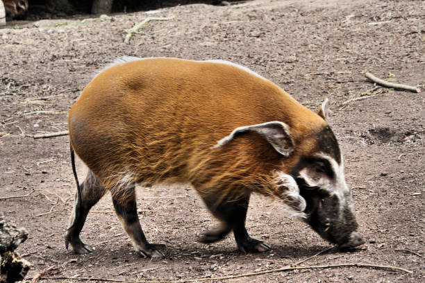 A picture of a Red River Hog