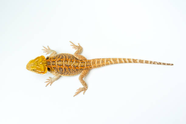 istock Bearded agama from above full length on a white background 1147350793