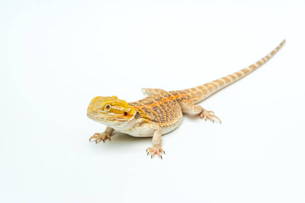 istock Bearded agama at an angle on a white background 1147350831