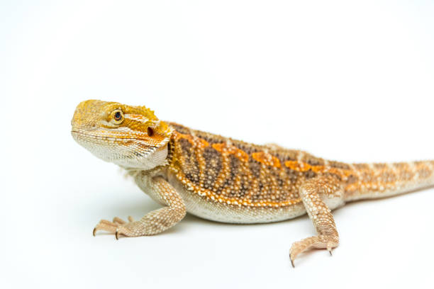 istock Bearded agama close-up sideways on a white background 1147353102