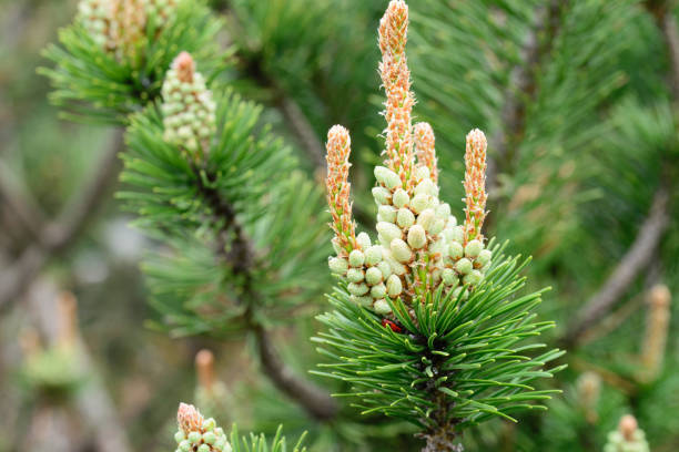 istock pinus mugo, pine male flowers 1147353194