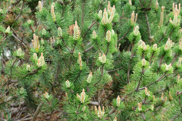 istock pinus mugo, pine male flowers 1147353211