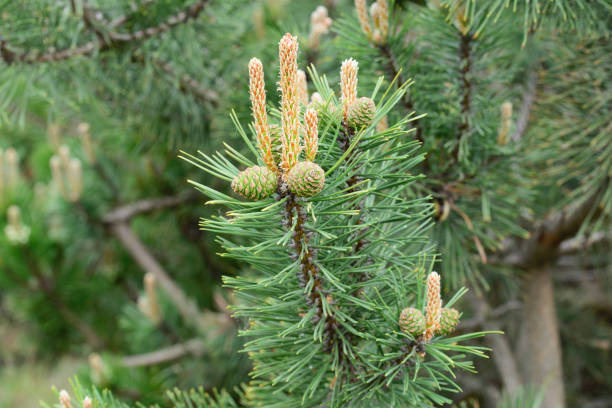 istock pinus mugo, pine young cones and shoots on tree branches 1147353267