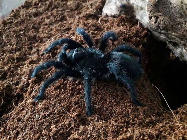 istock Grammostola pulchra, brazilian black tarantula 1147353381