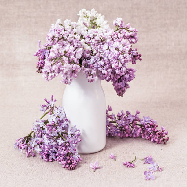 istock White and violet lilac flowers in ceramic vase on blurred background. Bouquet bright spring flowers. Selective focus. 1147356801