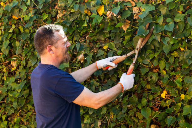 istock Man cutting a bush with gardener scissors 1147359954