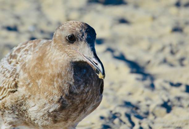 istock the gull is up and there 1147360813