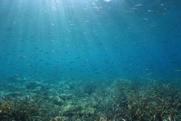 istock School of small fish underwater Mediterranean sea 1147361083