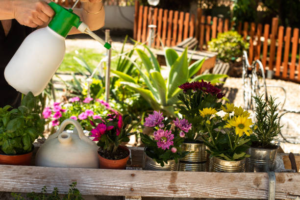 istock Woman gardening with plants 1147361798