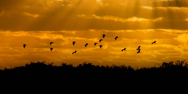 istock Birds coming back to roost at sunset 1147361872