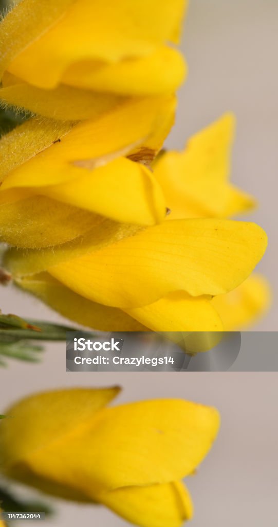 Imagem macro do Gorse que cresce em um poço da argila de China em St Austell - Foto de stock de Amarelo royalty-free