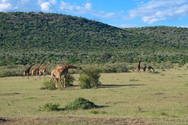 istock Giraffes in Maasai Mara Kenya 1147362084