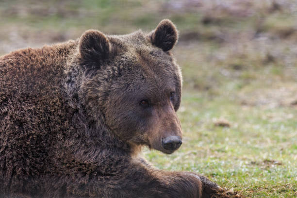istock Eurasian brown bear, Romania 1147362132