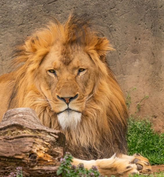 istock A male lion laying in the sun 1147362267