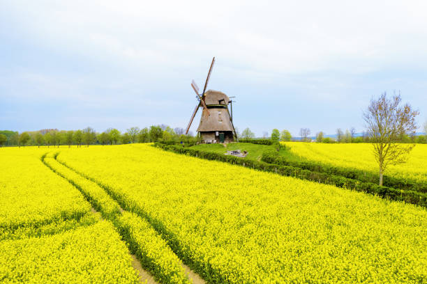 istock Holsteiner Mill in the Raps 1147362317