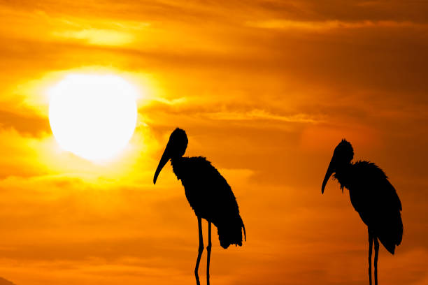 istock Two old birds at end of day 1147362428