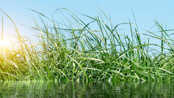istock Grass on the dike on the Elbe 1147362630