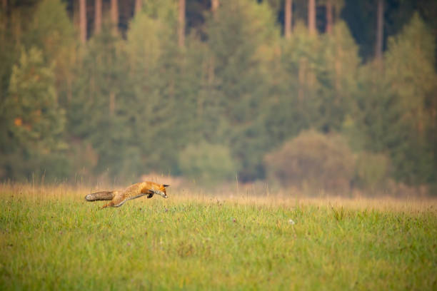 Red fox, Vulpes Vulpes, hunting on a meadow with forest in background in autumn. Landscape with wild animal jumping to catch a prey. Mammal in nature with copy space.
