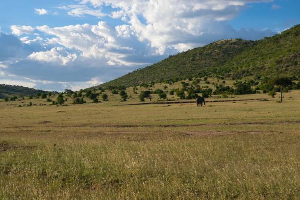 istock Elephants in Maasai Mara, Kenya 1147363732