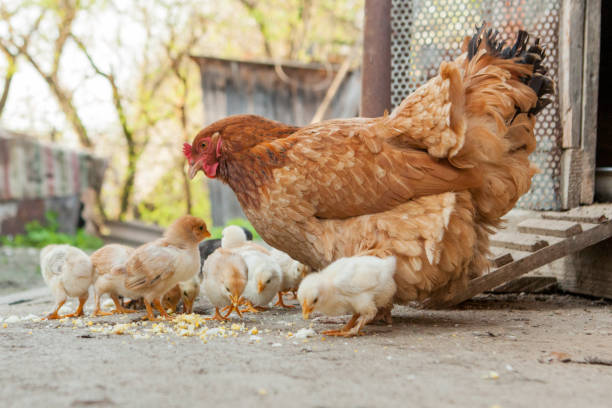 close up yellow chicks on the floor , beautiful yellow little chickens, group of yellow chicks - agriculture chicken young animal birds imagens e fotografias de stock