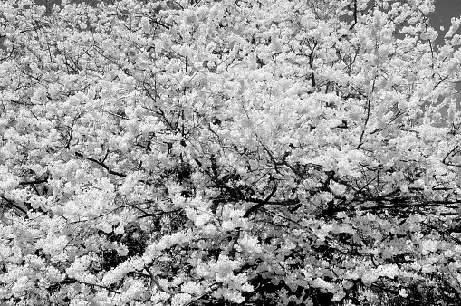 Cherry Blossoms Background captured in black and white