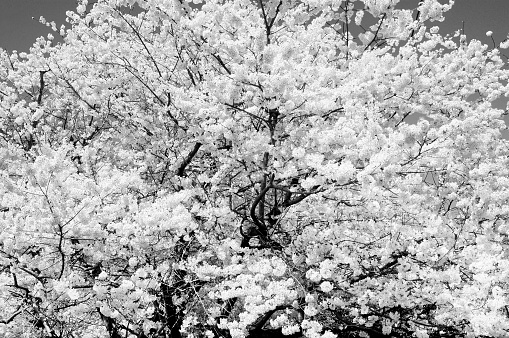 Cherry Blossoms Background captured in black and white