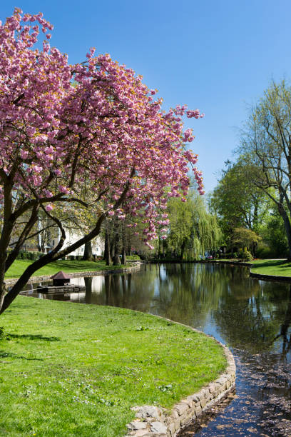 istock Public park, trees and cherry blossom in springtime 1147366549