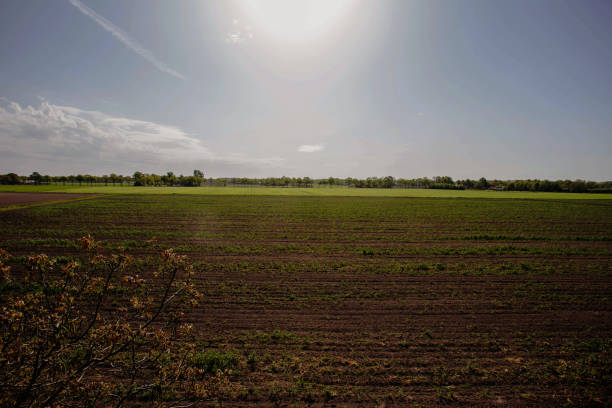 istock sunset on spring meadow field in the spring, colorful landscape 1147367753