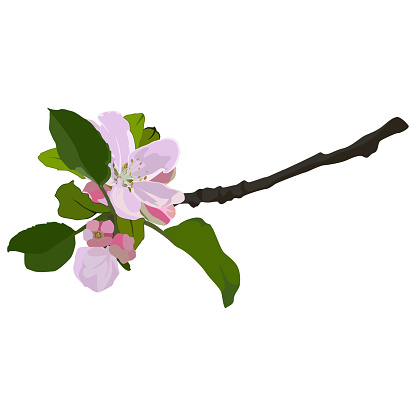 Apple tree branch in blossom, vector flat style design illustration isolated on white background. Beautiful apple tree flowers, springtime.