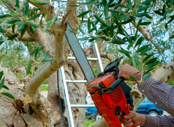 istock Pruning olive tree of apulia. Good agricultural practice against Xylella 1147367990