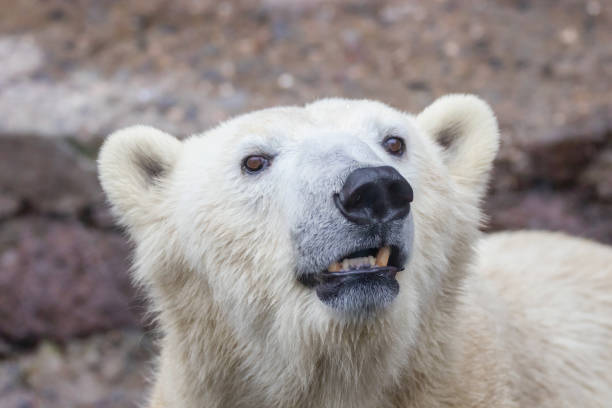 istock muzzle of a wild animal polar bear 1147369901