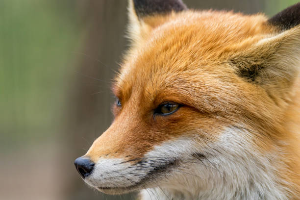 istock portrait of a wild animal red fox 1147369908