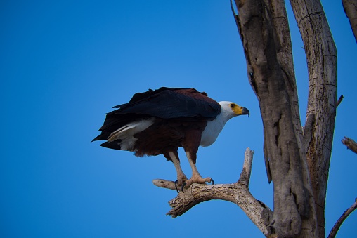 African fish eagle perched in tree against blue sky.