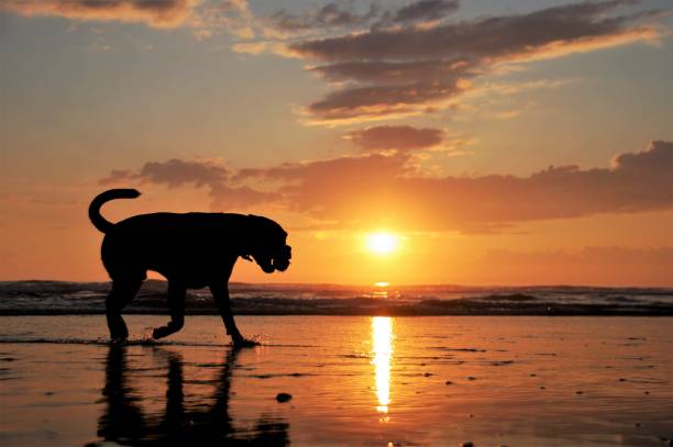 istock Dog at the beach 1147372445