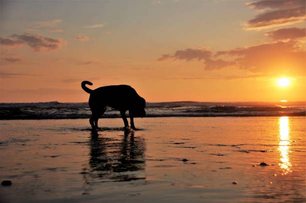istock Dog at the beach 1147372447