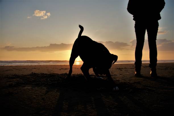 istock Dog at the beach 1147372450